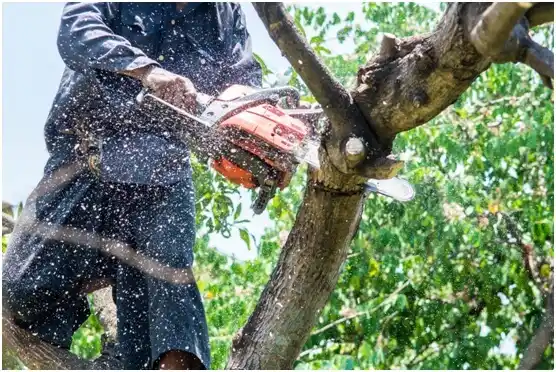 tree services West Tawakoni